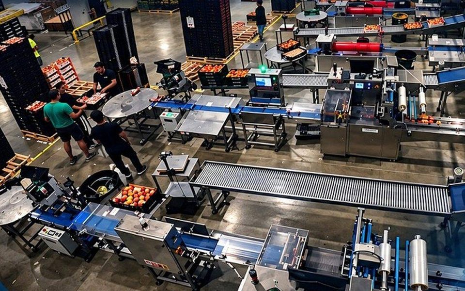 Línea automatizada de flowpack y enmallado de fruta